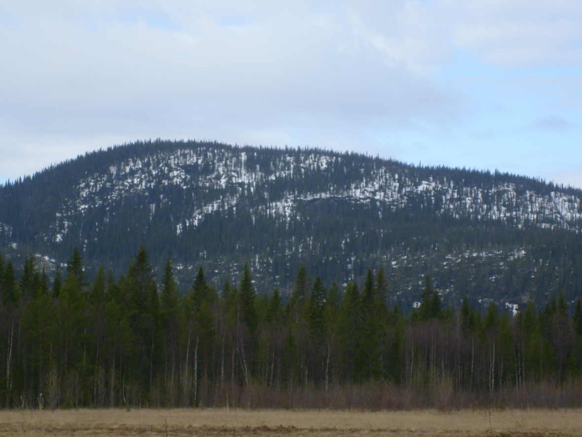 Maisema