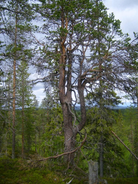 kipurapuu