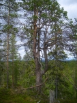 kipurapuu