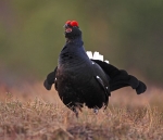 Black-Grouse-008