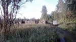 Karjala_2016 (47)