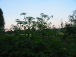 184-8425_IMG