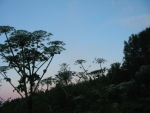 184-8426_IMG
